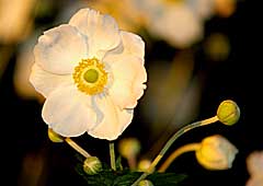 japanese wind flower