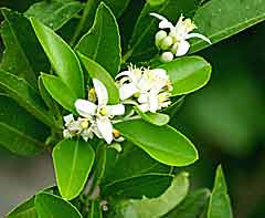 Lime Flowers